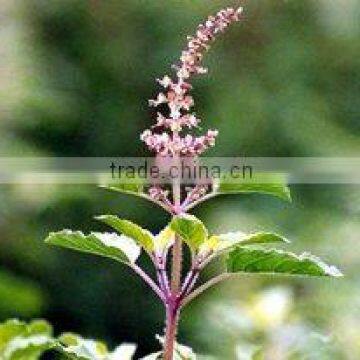 Holy Basil Oil Natural