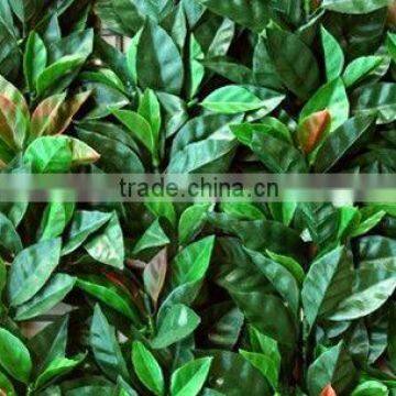 Antique Wooden Fence 2013 Low Price Supply All Kinds of Garden Fence Gardening