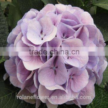Colorful Hydrangea High Quality Natural White Hydrangea From Yunnan, China