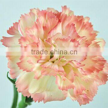 artificial carnation flower emulate flowers carnation