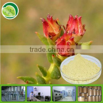 GMP supply rhodiola rosea extract