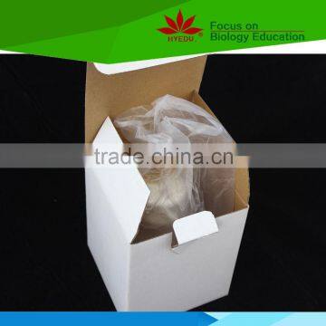 High Quality for Medical Educational Supply 2 Lumbar Vertebrae Skeleton Model With Hernia and Prolapsed Intervertebral Disc