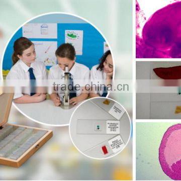 biological slides microscope histology and embryo prepared slides