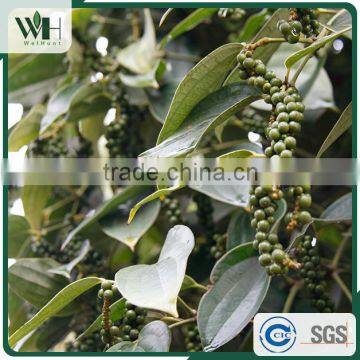 Cambodia Special Flavorful 500gl Black Pepper photo-6