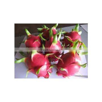 Dragon Fruit with high quality and competitive price