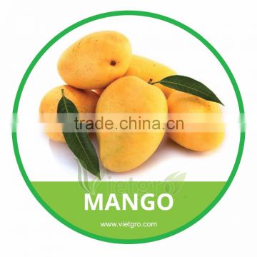 HIGH QUALITY FRESH MANGO /CAT HOA LOC MANGO/ VIETNAMESE FRESH FRUIT