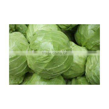 Fresh round cabbage for salling