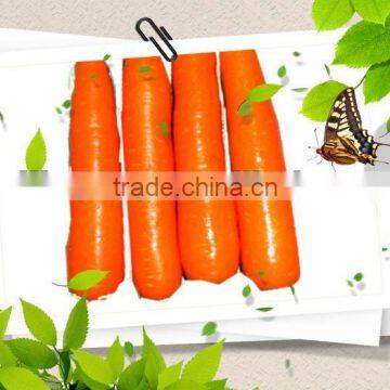 fresh carrot new corp80g