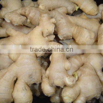 All year round supply fresh ginger