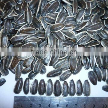 top quality Sunflower seed 5009: 20/64, 22/64, 24/64