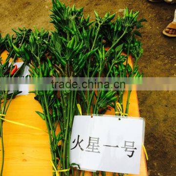 Upright Single Hot Pepper/Chilli Seed Huo Xing No.1 photo-3
