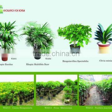 Plant and bonsai