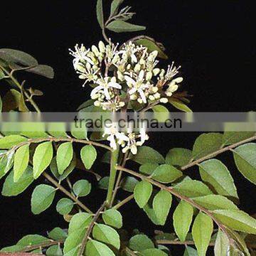 100% NATURAL CURRY LEAF ESSENTIAL OIL INDIA