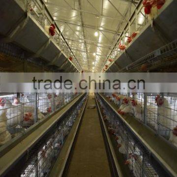 Pullet Cages for breeders