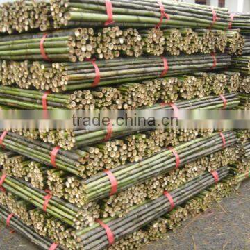 Structural Bamboo Stick