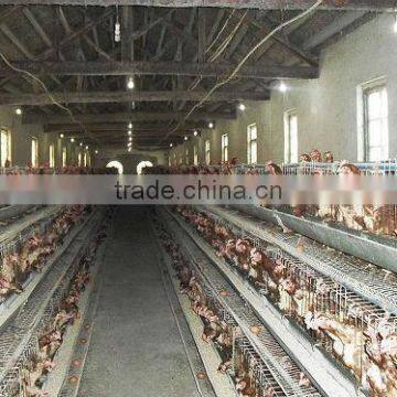 chicken poultry farming steel frame warehouse