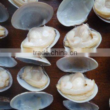 Frozen Delicious Short Necked Clams Top Quality Low Price photo-3
