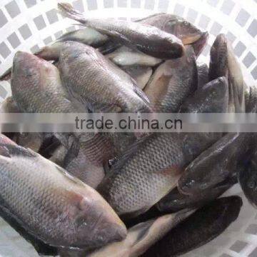 Frozen Tilapia photo-5