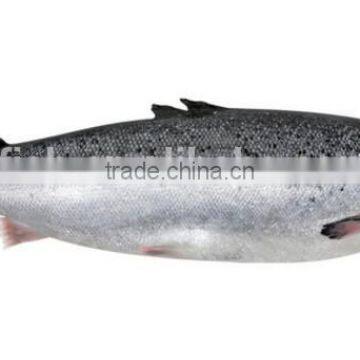 Atlantic Salmon photo-3