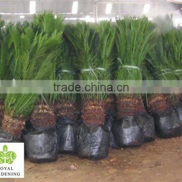 Cycas Revoluta Multi Branches photo-2