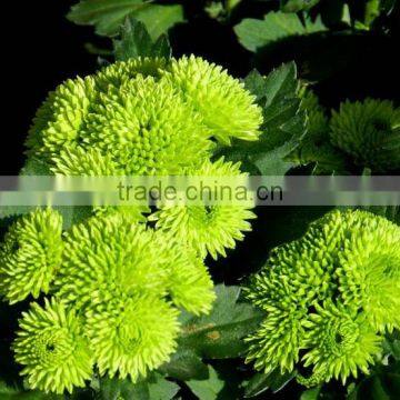 Top Sell Fresh Cut Flower Home& Party Decoration Chrysanthumum Flower Mini Bud Size Flowers From Yunnan photo-3