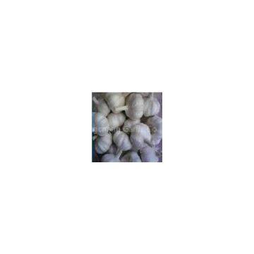 Pure White Garlic
