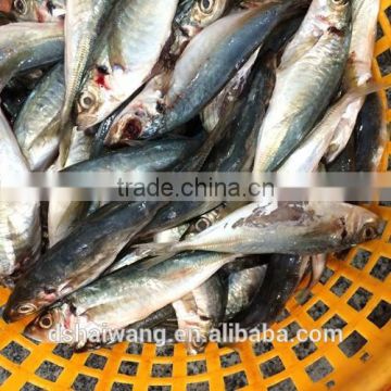 B grade horse mackerel for feeding