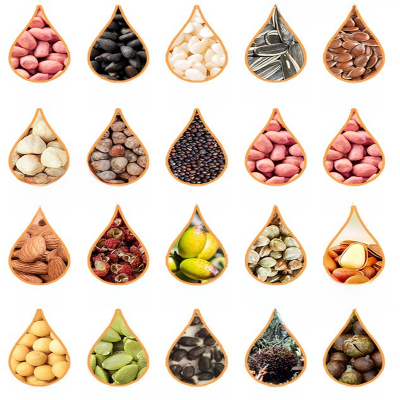 Cold Hydraulic Walnut Avocado Coconut Linseed Oil Processing Machine Oil Extractor Oil Making Machine Oil Press Machine photo-2