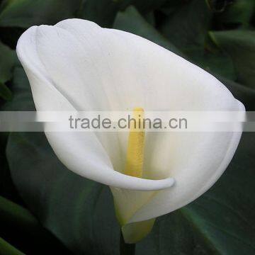 Cut Fresh hotsell home decoration calla lily bouquet