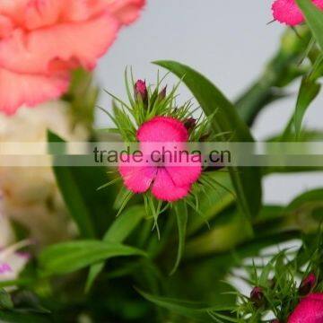 Fashionable Sweet William growers of fresh cut flowers