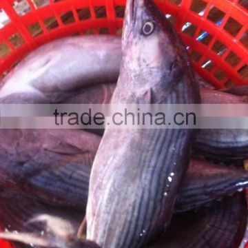 700-1000g frozen bonito tuna fish