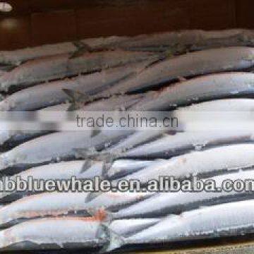 super quality frozen north pacific saury