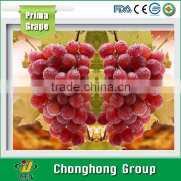 Red Globe Grape