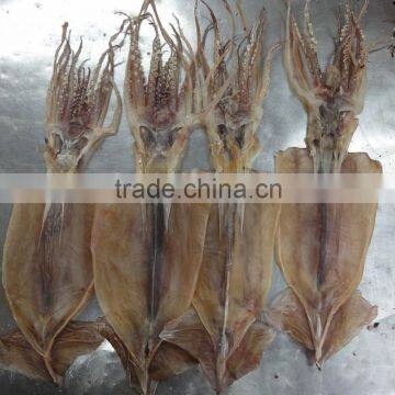 dried squid