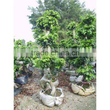 The root plate of beauty ficus with s shape bonsai