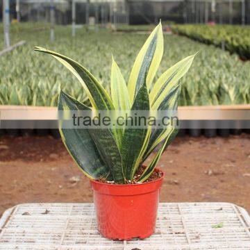 Golden sansevieria for home decorative