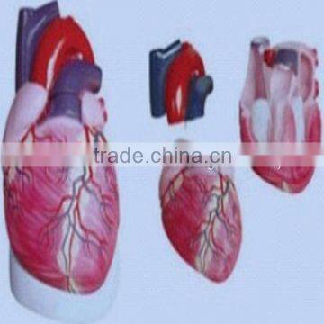 anatomy amplification model of heart for medical and teaching use