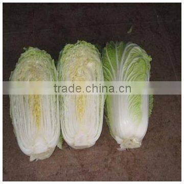 Chines Cabbage