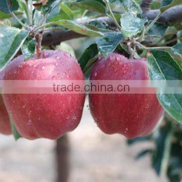 2016 New Crop New Season Huaniu Apple Fresh Apple China photo-3