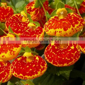 High Purity Calceolaria Seeds Flower Seeds For Growing