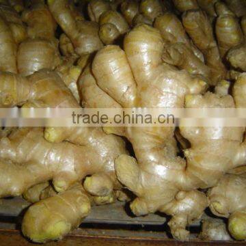 Yellow color fresh ginger