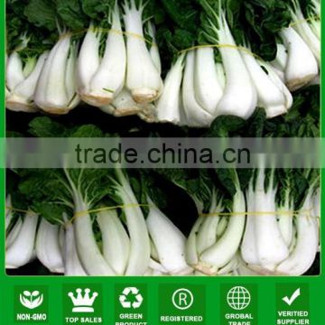 NCC06 Meiji ybrid white cabbage seed