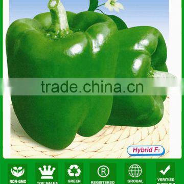 ASP151 Fengwang Big fruit size green bell pepper hybrid seeds