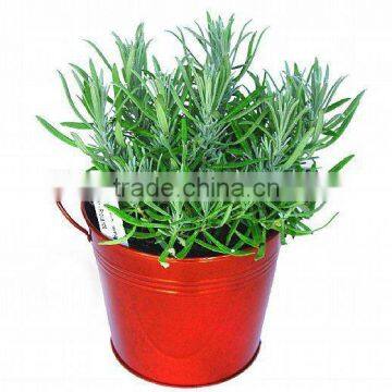 Christmas Pails, Christmas Growing Gifts, Christmas Herb pails