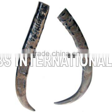 Buffalo Polished Horns