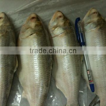 Frozen Hilsa Fish