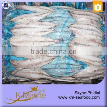 Manufacture Frozen Fish Fillets (Mackerel Fish) photo-3