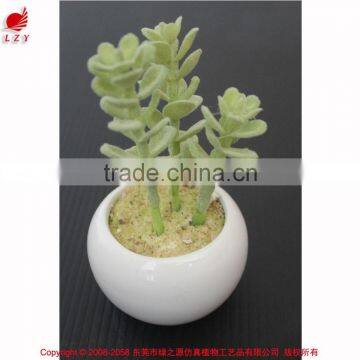 Cutest succulent plants wholesale mini tropical plants