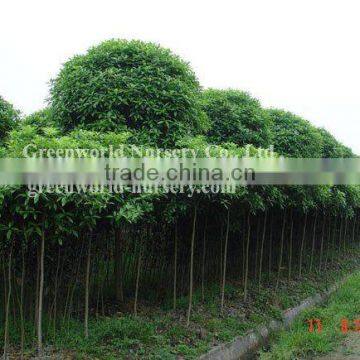 Osmanthus fragrans nursery farm