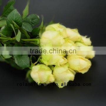 Newest dubai fresh flower importers artificial rose plant peach avalanche rose for home farms directly supply